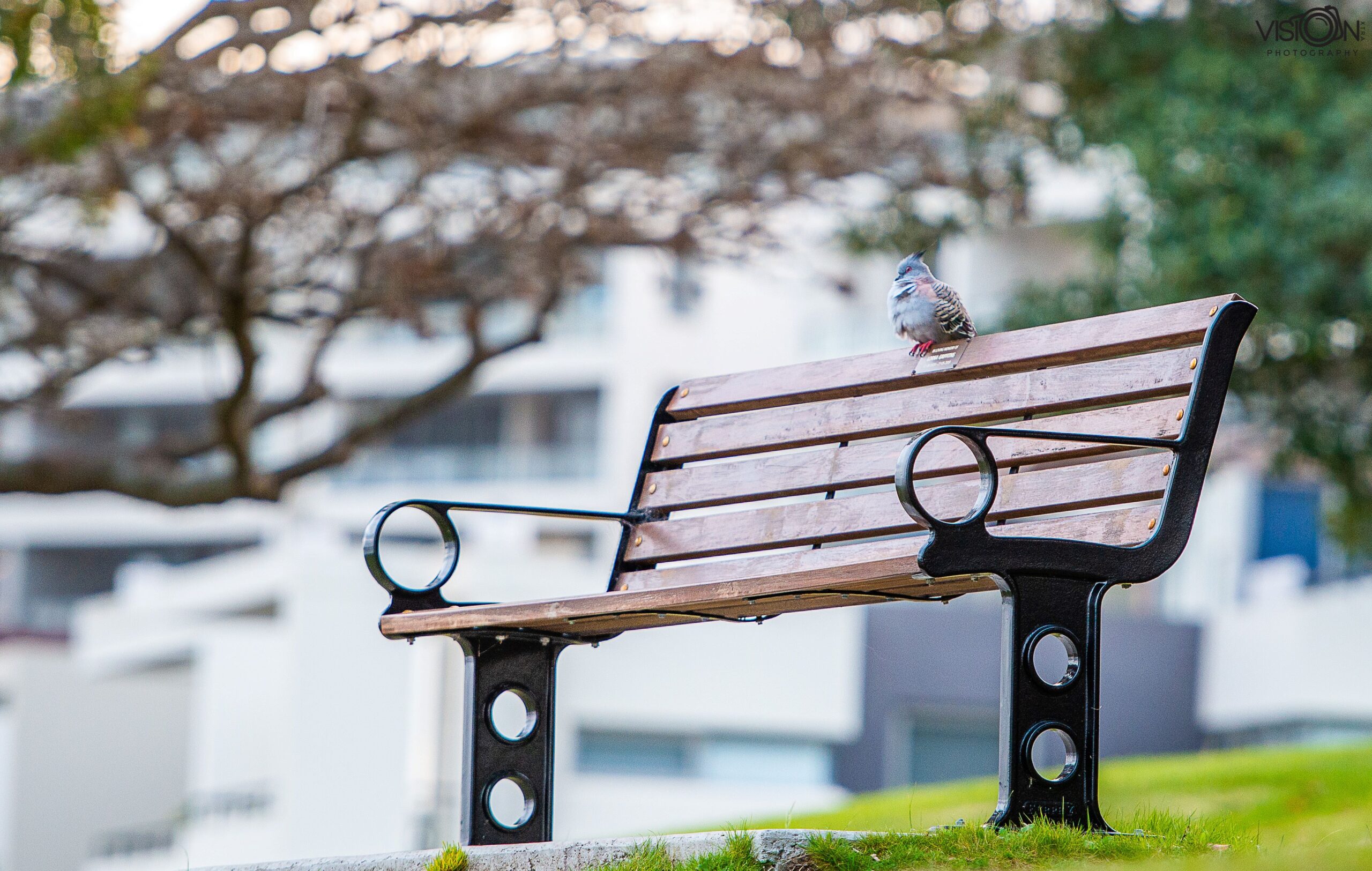 Bird sitting on a park bench